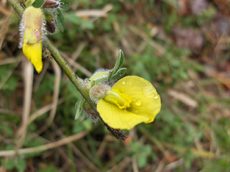 Arbusto con fiori gialli - Cytisus villosus